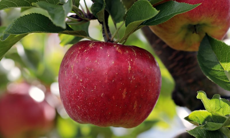 Apples Image