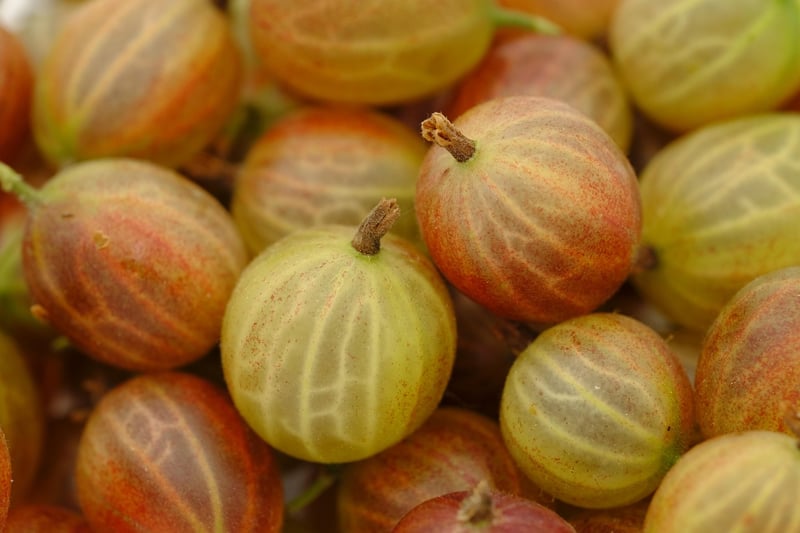 Seasonal Berries